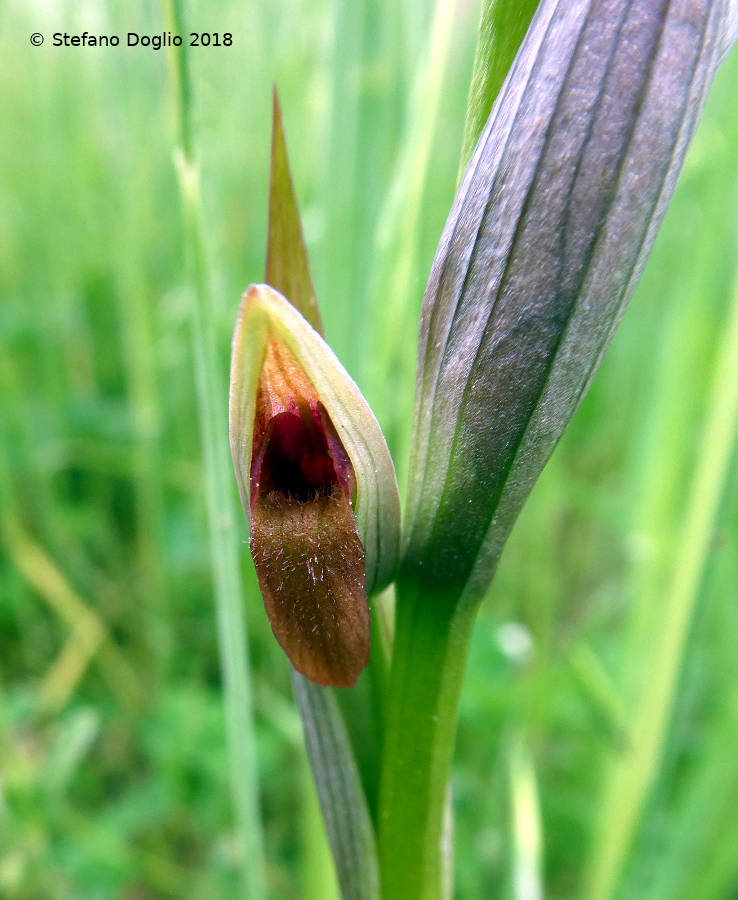 la parviflora inaspettata